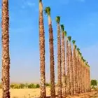 يوجد لدينا جميع انواع النخل للتواصل