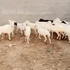 رخال رفيدية تربية محايل عسير