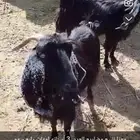 للبيع معزا الموقع القصيم القواره