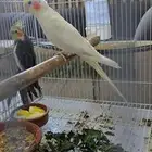 A pair of parrots for sale locally produced and there is a v