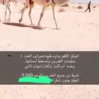 للبيع ابل ضرايب