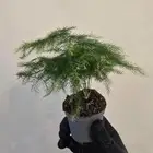 نباتات التيرايوم