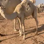 قعدان قصب