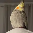 كروان كوكتيل مفقود حي الصفا