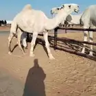 قعود ثني باتلي