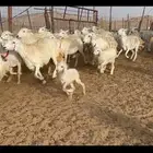 غنم خلفات 53 تحتها 53 صنف فاخر