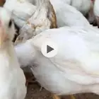 لوهمان للبيع (( تمم البيع ))
