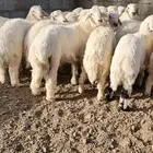 تم البيع طليان حريه ونجد اضاحي