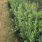 شتلات زيتون نيبالي محسن 10 ريال