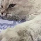 قط انثى شيرازي لعوبه تأكل دراي فود و اكل البيت للتبني