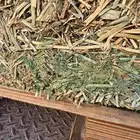 برسيم الراعي اسباني مستورد