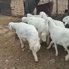 طليان