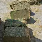 اسباني الراعي برسيم مستورد
