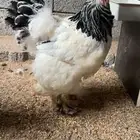 دجاج براهما كولمبي خوارج