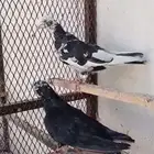 جوز قطايف معاريف