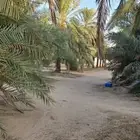 700 نخله للايجار بالقصيم جنوب المذنب