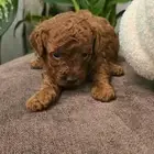 متوفر توي بودل انتاجات جديدة للحجز