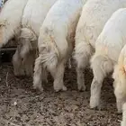 ذبايح الدمام
