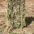 اعلاف ذرة طيبه