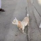 تيس قزمي