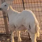 طلي حري مشروع فحل