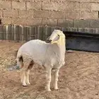 ذبائح نعيم حري سواكن ذبايح تابي تمارا