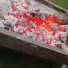 حطب مستورد عروض وتخفيضات عرض خاص ع