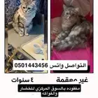 قطه ضائعه بالمدينة