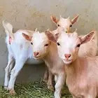 تيس جفرتين جفرتين. قدمي