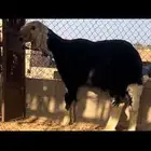 فحل نجدي صنف مشروط للبيع ..