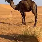 ضرايب ناقة صفرا ضريبة ناقة شعلا ضريبة