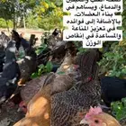 بيض بلدي مضمون بعد الله طازج من مزرعة الفارس علي