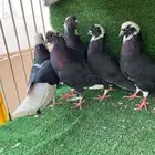 6 ازواج قطايف درع