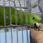 يلوناب فرخ متكلم بيور ( تم البيع)