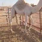 حاشي قصب في الرياض