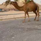 فحل باكستاني
