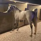 مهر شعبي عمر 3 سنوات ونص ينافس الواهوا (تم البيع)