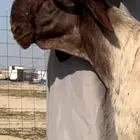 جزاز غنم