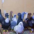حمام كش