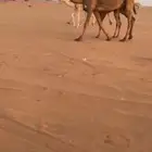 للبيع صفراء عشرا تحتها قعود