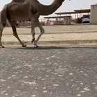فحل باكستاني حمر دمي