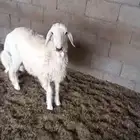 خروف حري