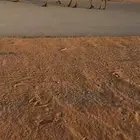 للبيع صفراء عشرا تحتها قعود