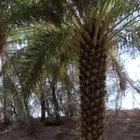 توريد النخيل البلدي وتركيب حسب المواصفات