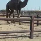 بعير باكستاني