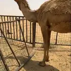 للبيع شعلا مصعد كفو