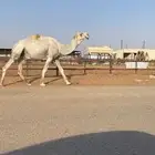 بعير باتلي ولد مشاكل