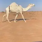 للبيع وضحاء خفوت كفو