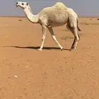 بكره لقيه وضحى كفو باتليه