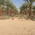 يوجود لدينا نخل عربي وشنطني